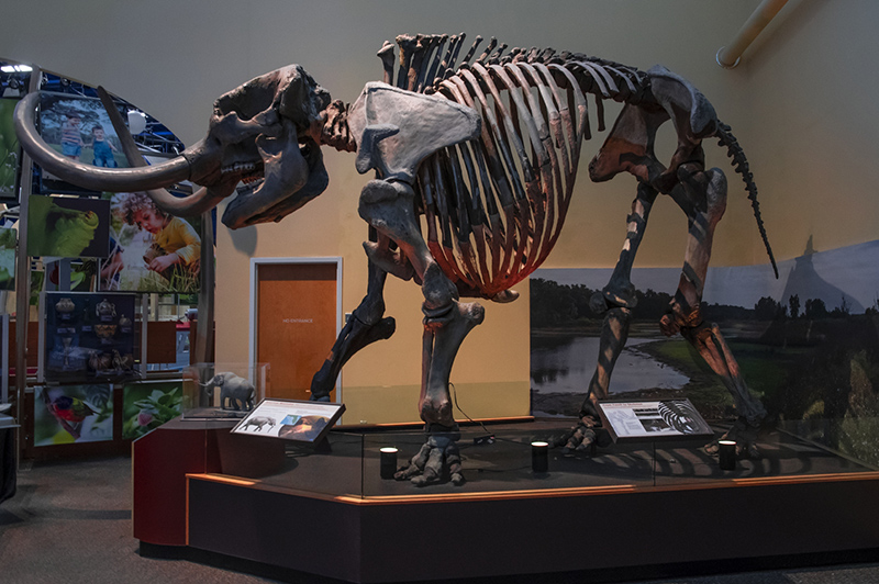 skeleton of a mastodon lit with orange lights.