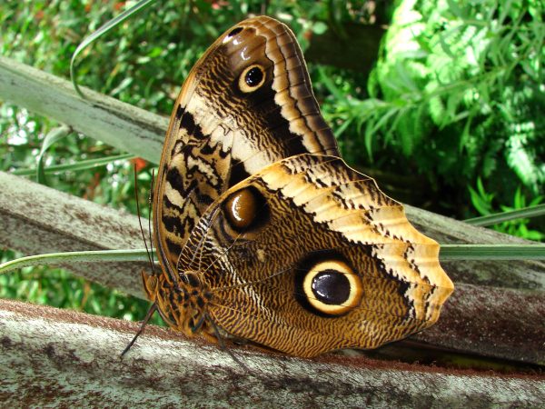 Butterfly with its wings closed. Wings are brown and yellowish-cream with a large black and yellow spot, like an owl's eye.