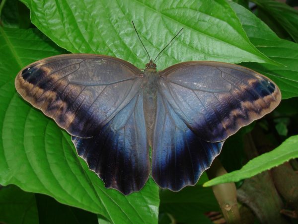 Butterfly with its wings open, top of the wings are dusty-gray that changes to a blue-gray at the bottom of the wings. A wide black stripe runs along the wings edges.
