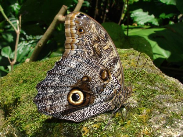 Butterfly with its wings closed. Wings are gray and brown with a large black and yellow spot, like an owl's eye.