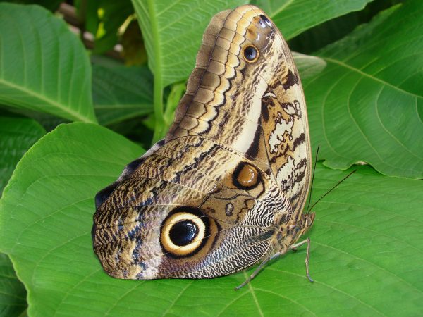 Butterfly with its wings closed. Wings are brown and gray with a large black and yellow spot, like an ow'ls eye.
