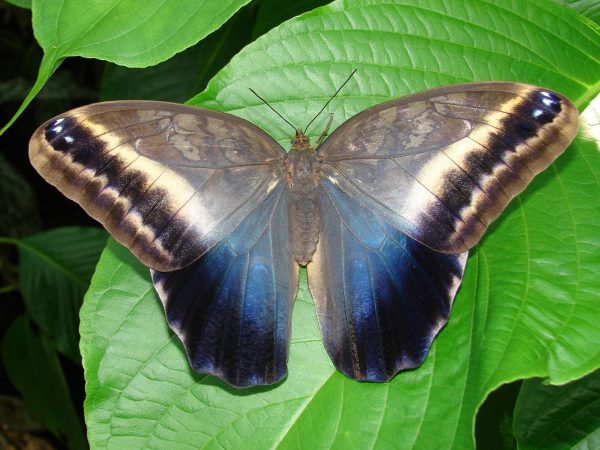 Butterfly with its wings open, top of the wings are dusty-gray with cream and dark-gray stripes along the edge, bottom of the wings are dusty-blue and black.