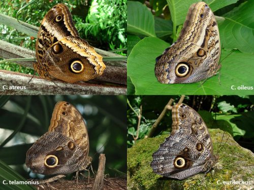 Four species of Owl butterflies with their wings closed to show the color variations. Each species has various shades of gray, brown, and cream. All have the distinct 'owl eye' spot.