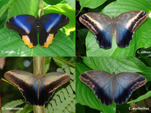 Four species of Owl butterflies with their wings spread to show the color variations. Each species has various shades of blue, from bright to dusty blue-gray.