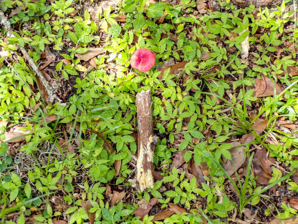 red mushroom surrounded by green leaves and sticks