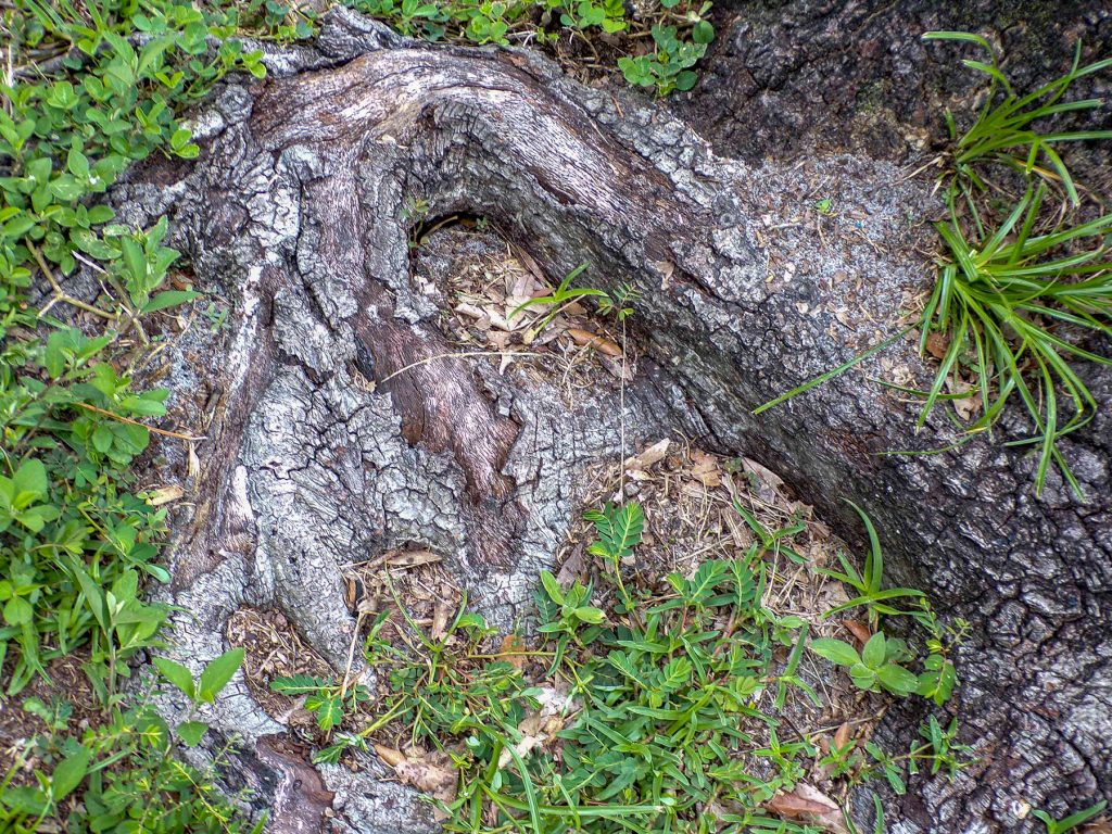 curved roots of a tree