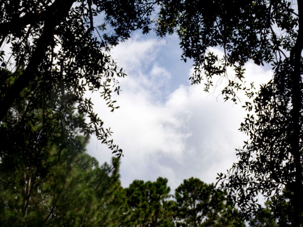 looking through the branches of trees at a cloudy blue sky
