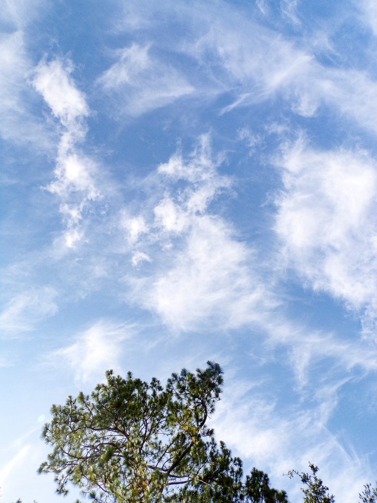 pine tree with blue sky with clouds