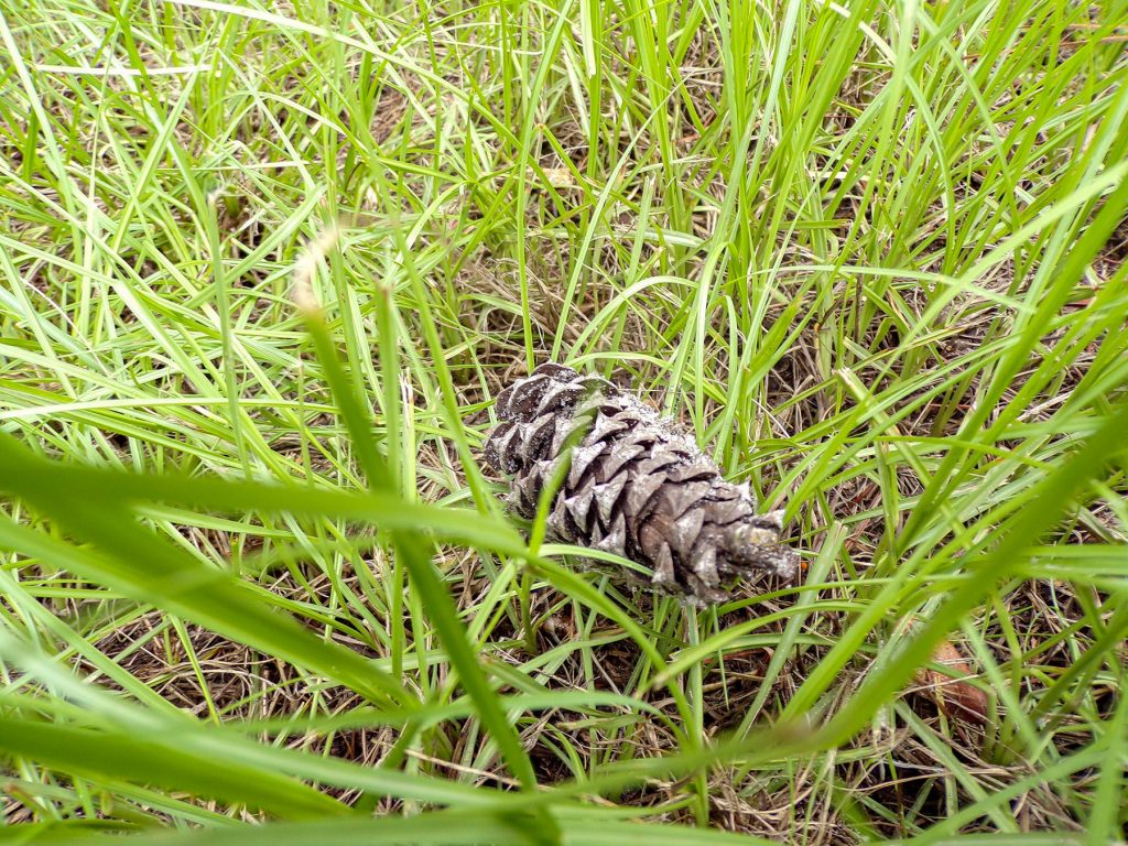 pine cone in green grass