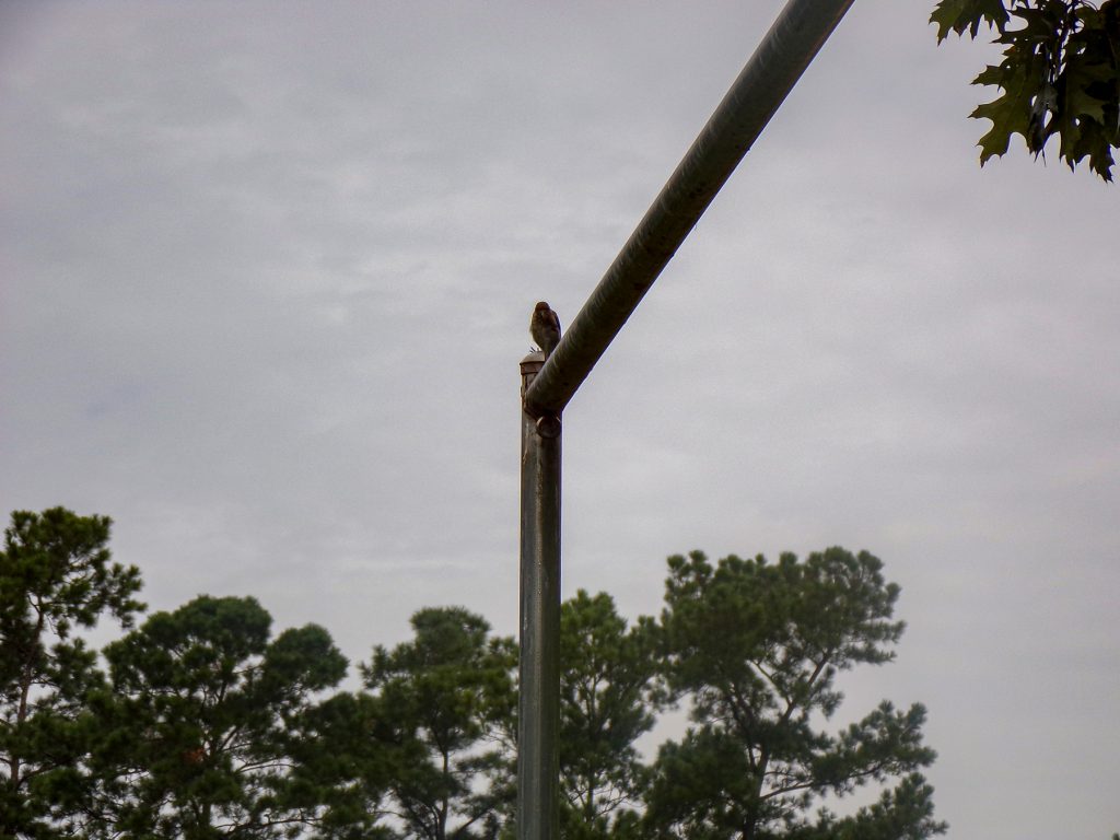 bird on a lamp post