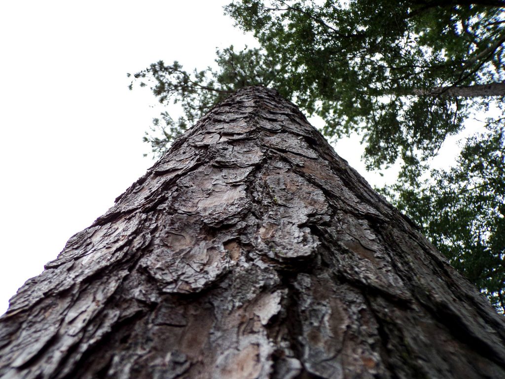 trunk of a pine tree looking up into the branches