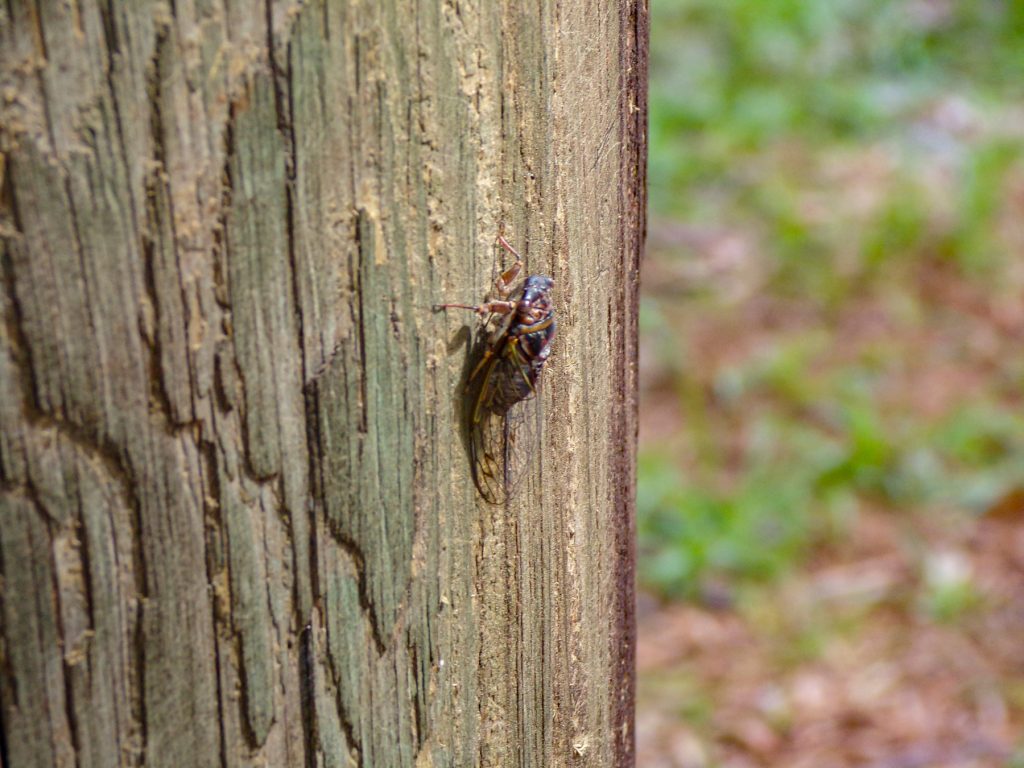 bug on the trunk of a tree
