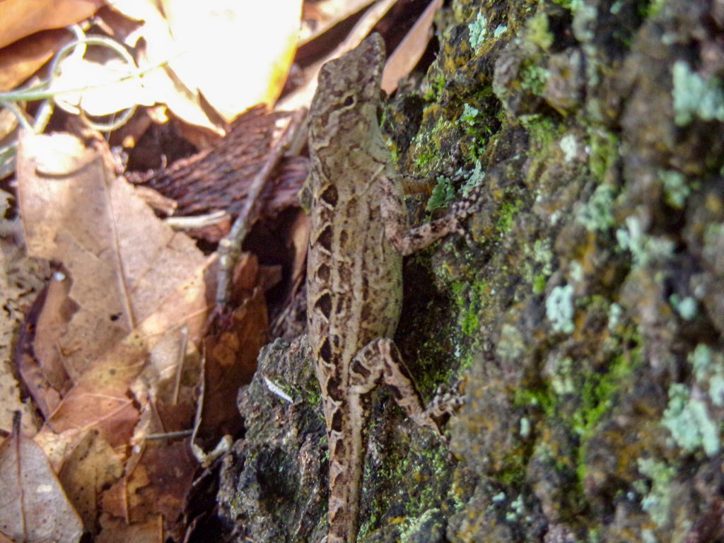 lizard on the trunk of a tree