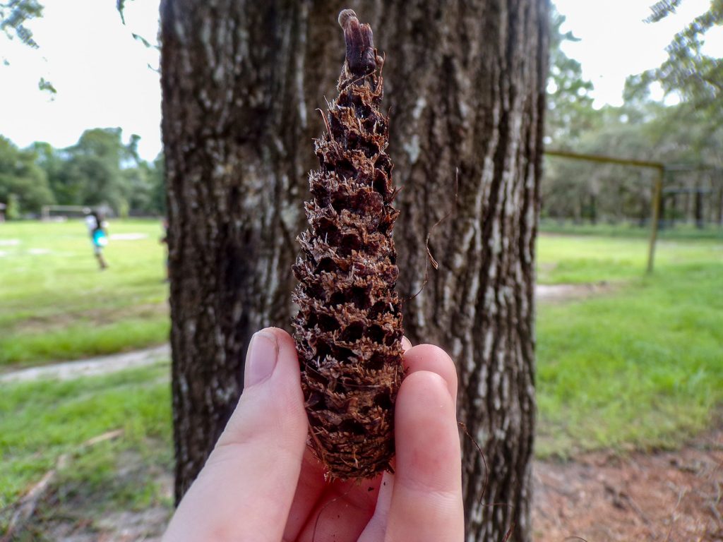 hand holding a pine cone