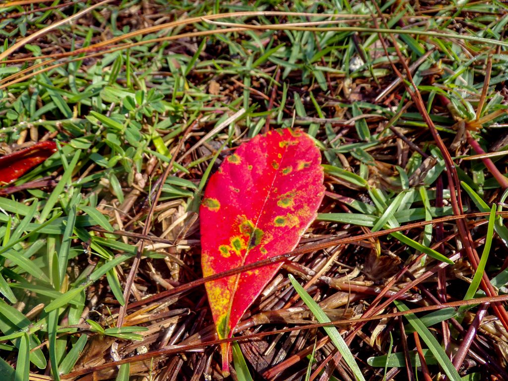 red leaf on the ground