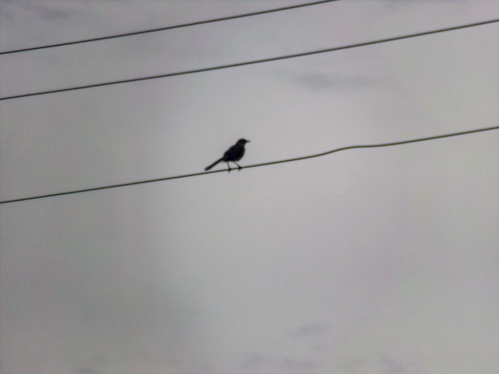bird on power line