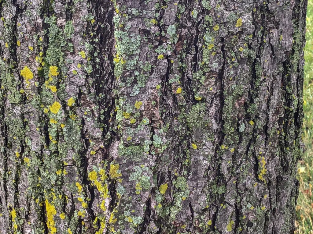 lichen on a tree trunk