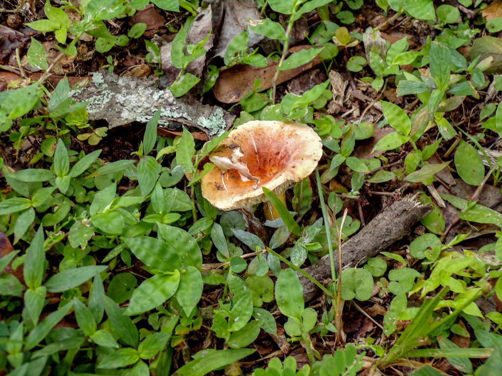 mushroom surrounded by green leaves and sticks