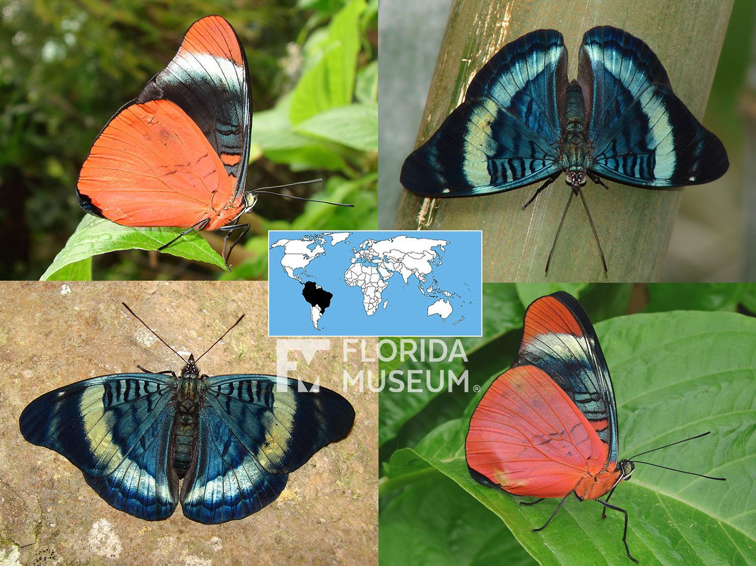 ID Guide Orange Butterflies Exhibits
