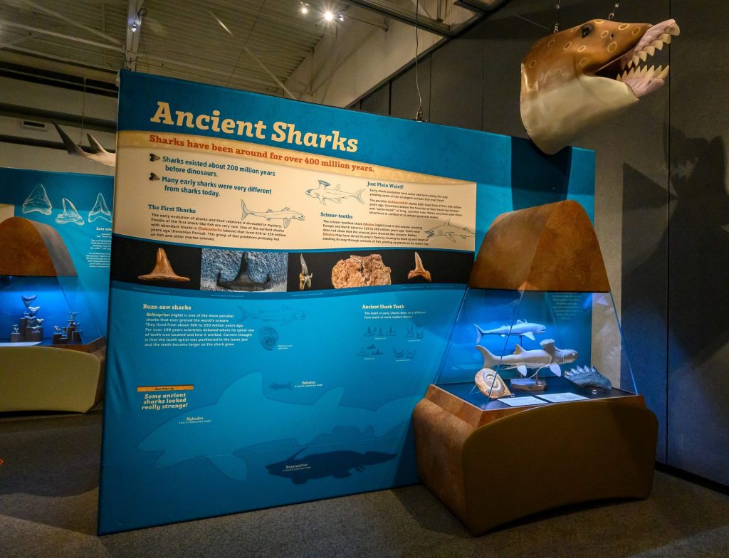 Display at the 2020 Megalodon exhibit reads Ancient Sharks