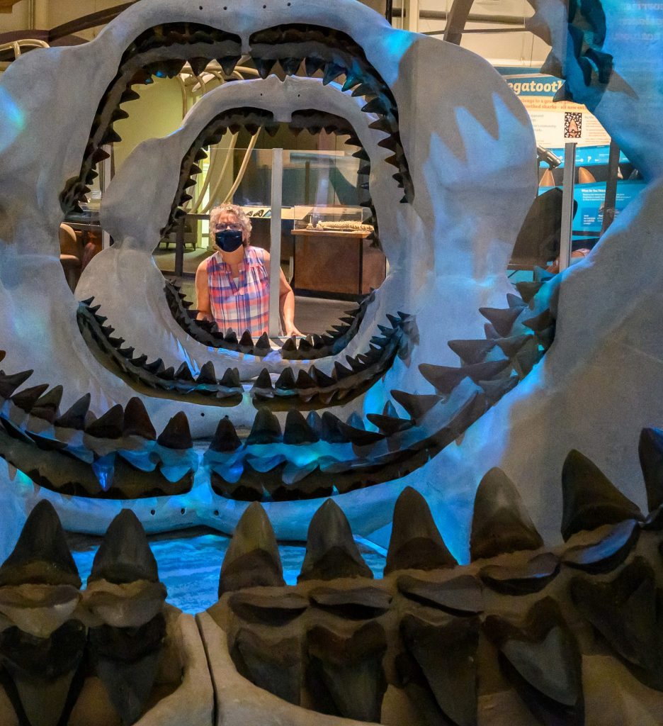 visitor looking at display on shark and megalodon jaws