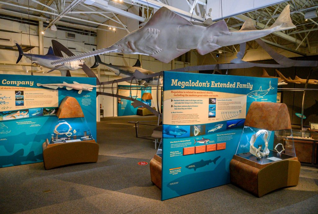 Megalodon exhibit with shark and sawfish displays hanging from the ceiling