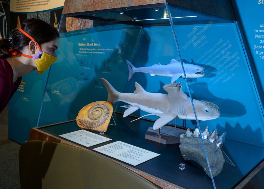 masked visitors looking at display of small sharks and fossils in the 2020 Megalodon exhibit