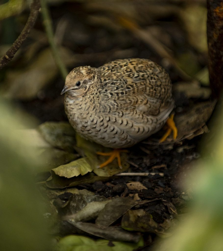 quail hiding in leaves