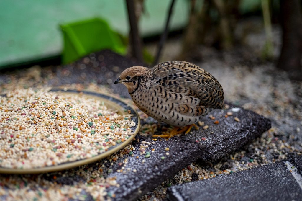 quail sitting next to a plate of bird seed