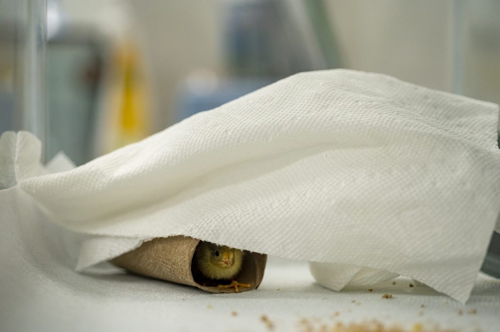 quail chick sitting in cardboard tube under a paper towel
