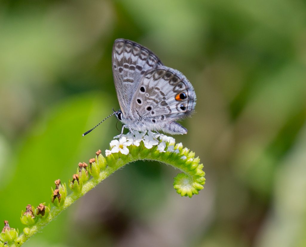 butterfly on small white flowers