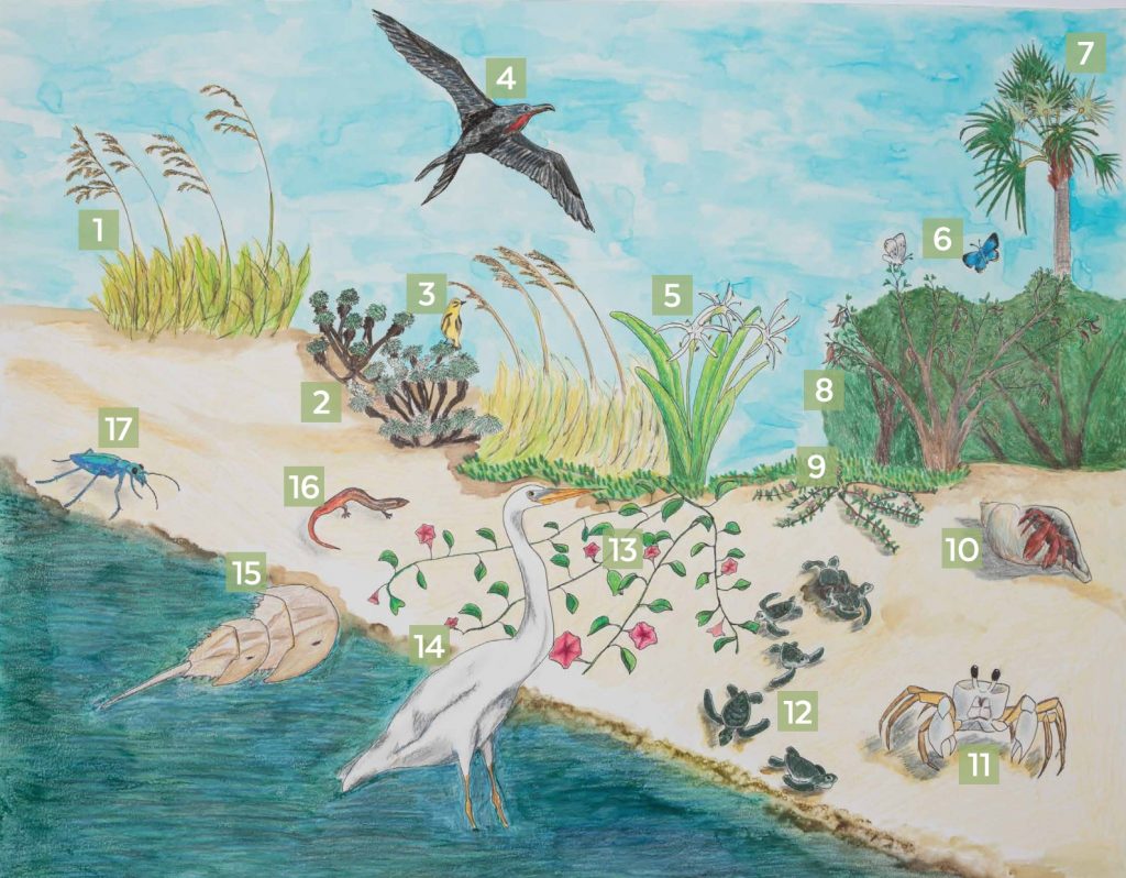 illustration of Florida Keys habitat
