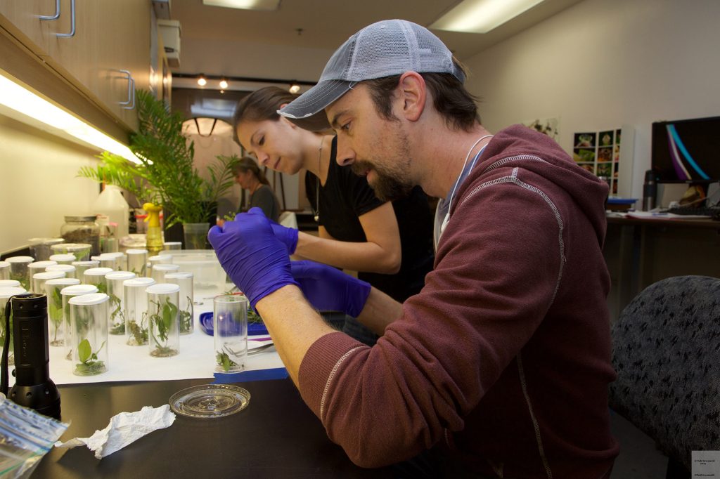 Florida Museum of Natural History researchers in lab looking at plants