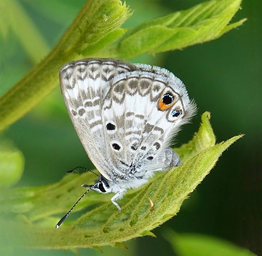 small grey butterfly on green leaf