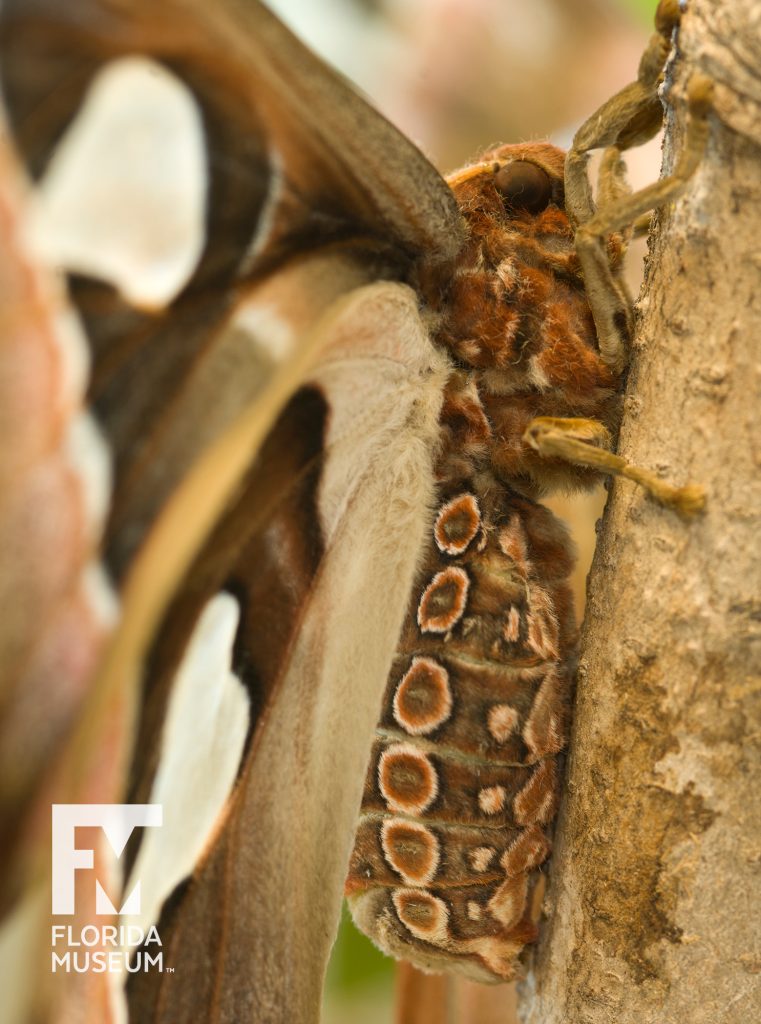 Atlas moth (Attacus atlas).