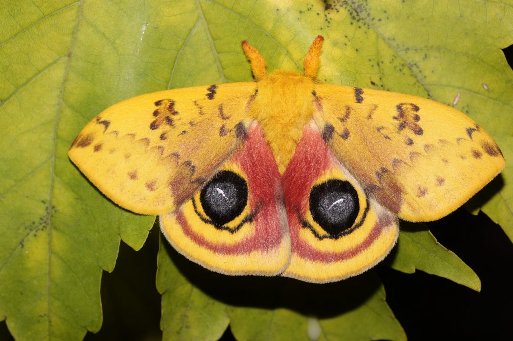 Io moth