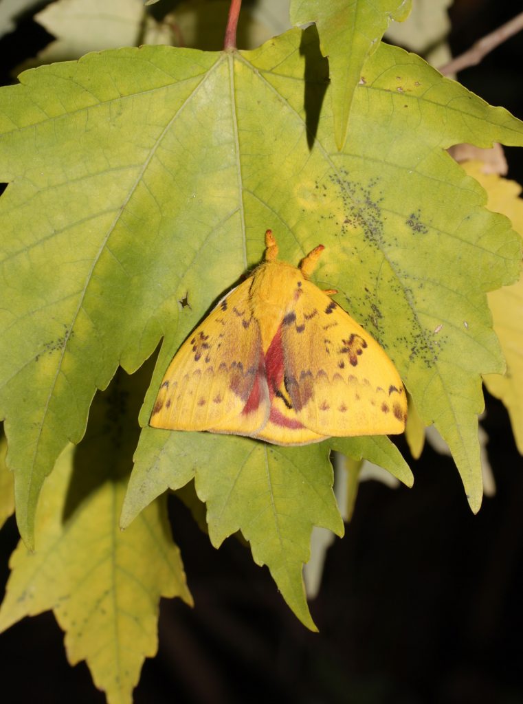 Io moth