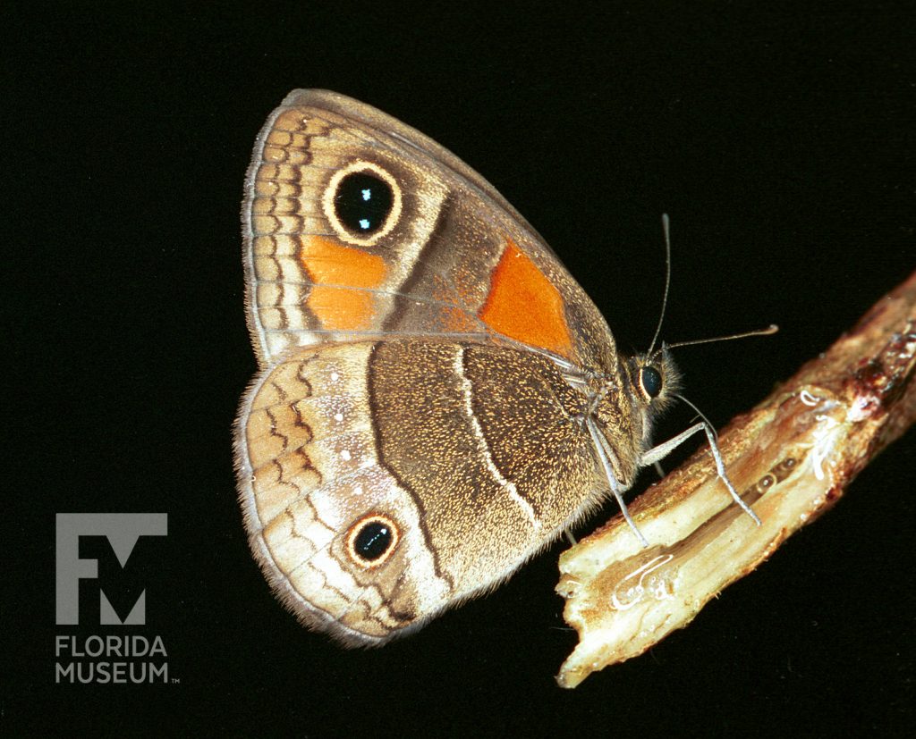 brown and orange butterfly on twig