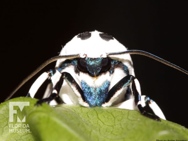 Great leopard moth