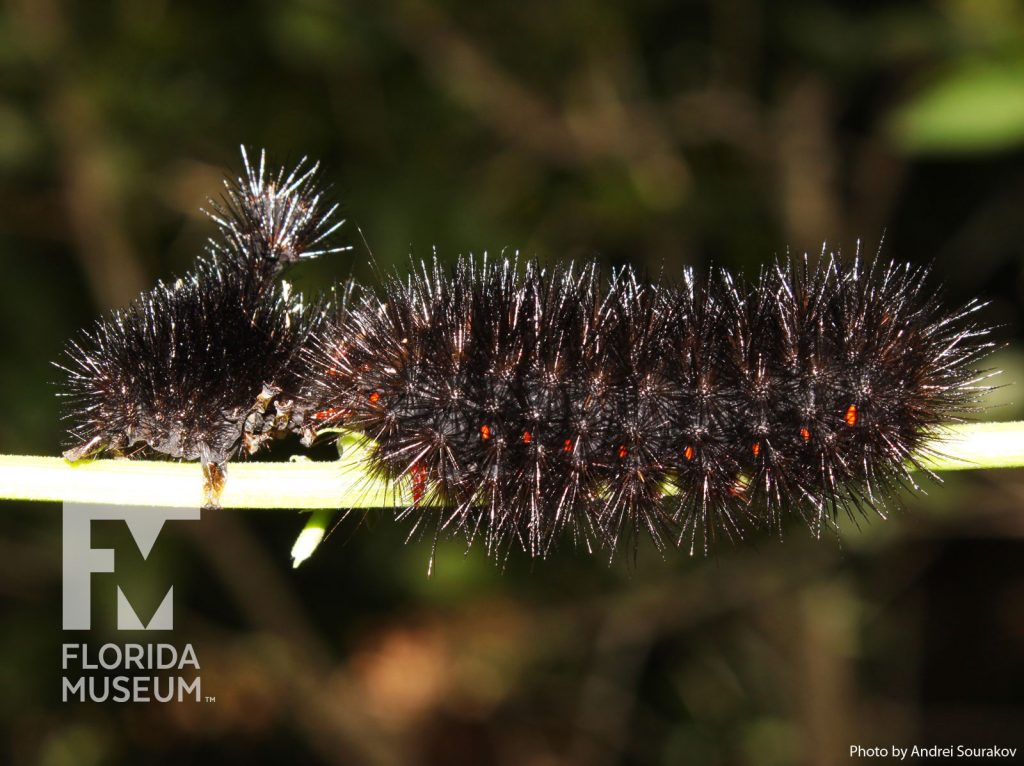 Great leopard moth larvae