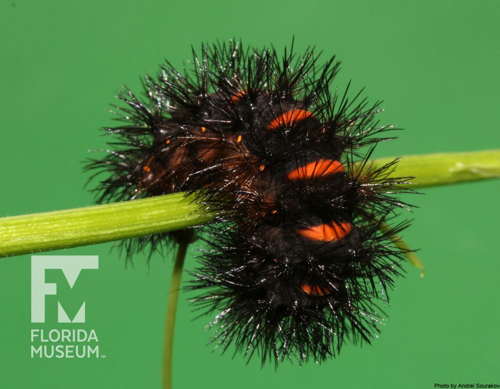 Great leopard moth larvae