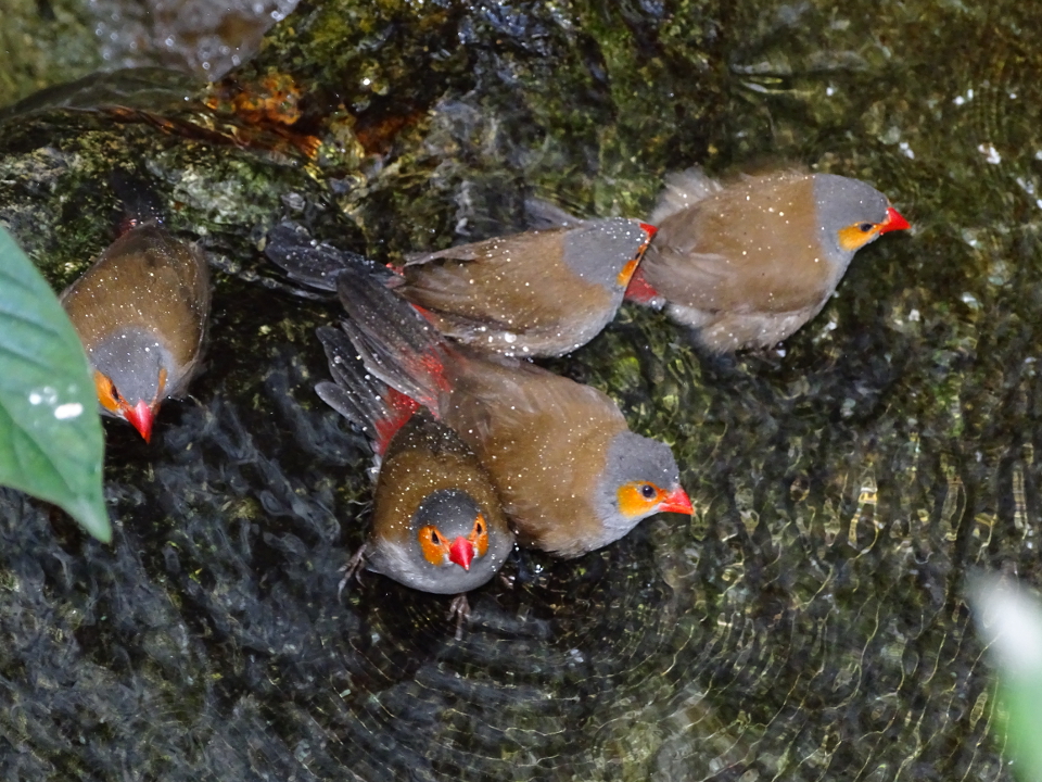 Orange-cheeked Waxbills