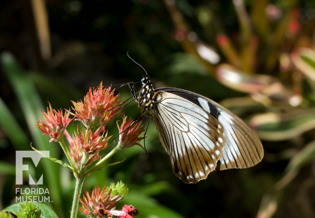 African Swallowtail