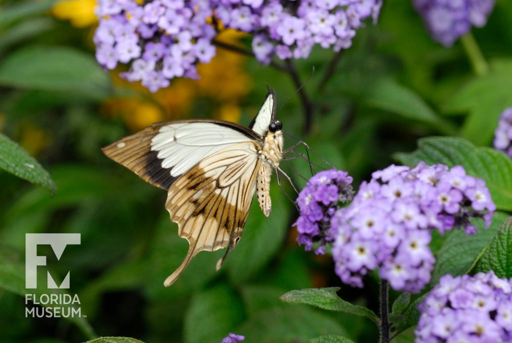 brown and white butterfly on purple flowers