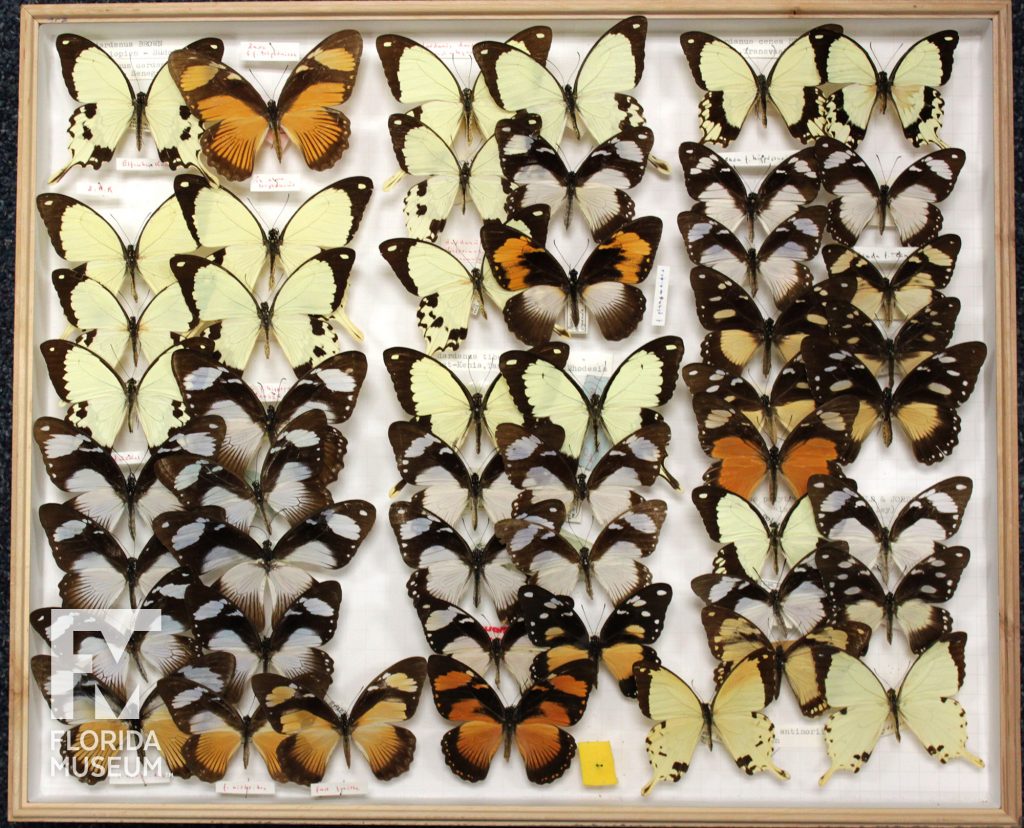 African Swallowtail Collection in drawer