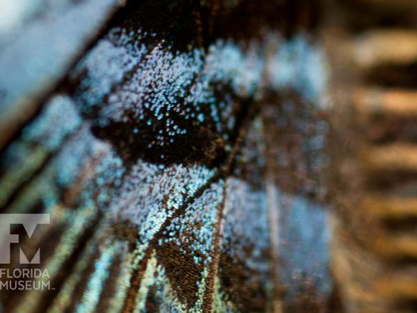 Clipper butterfly, Parthenos sylvia, wing scales.