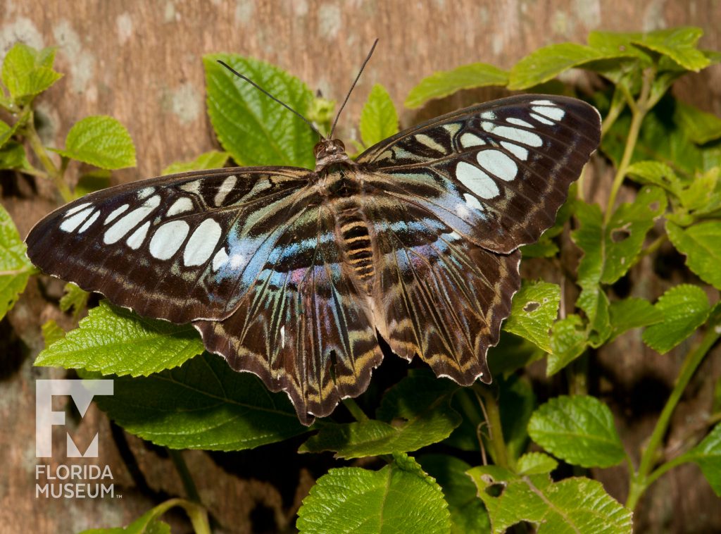 brown butterfly with pale highlights on leaf