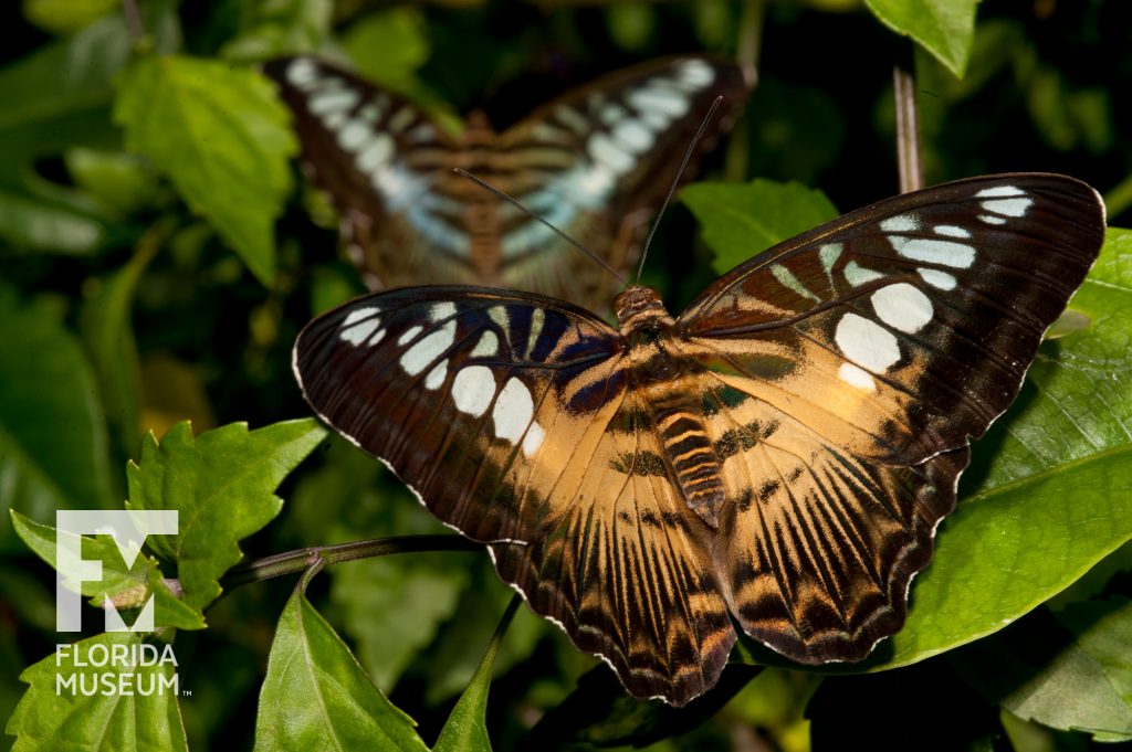 black and tan butterfly with blue highlights