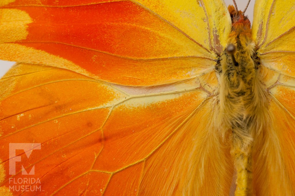 red and yellow butterfly close up