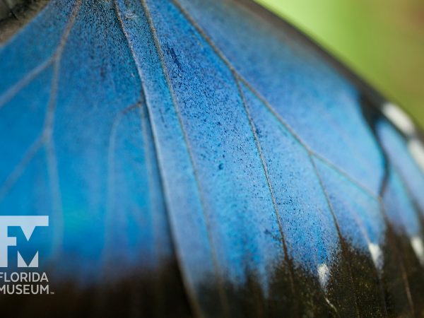 Blue morpho wing scales